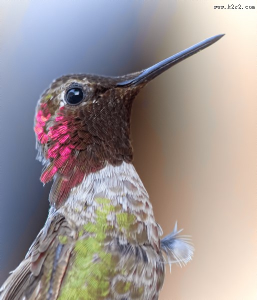 飞行嗡嗡作响的蜂鸟图片