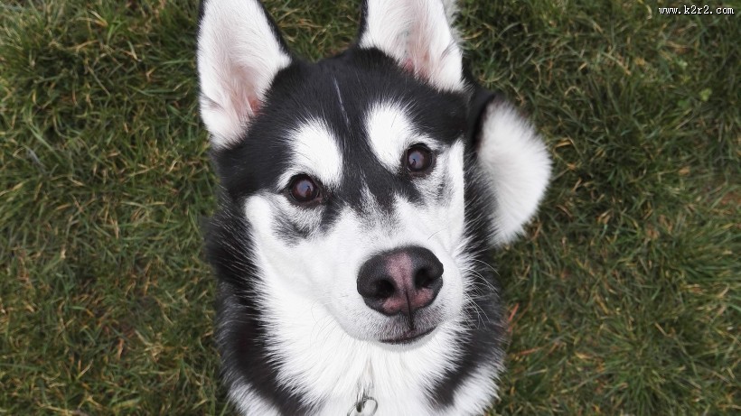 可爱狗狗哈士奇图片