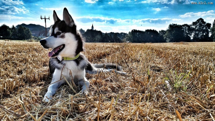 可爱狗狗哈士奇图片