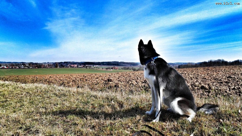 可爱狗狗哈士奇图片