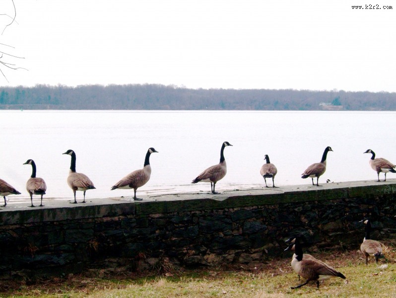 喜集群的加拿大黑雁图片