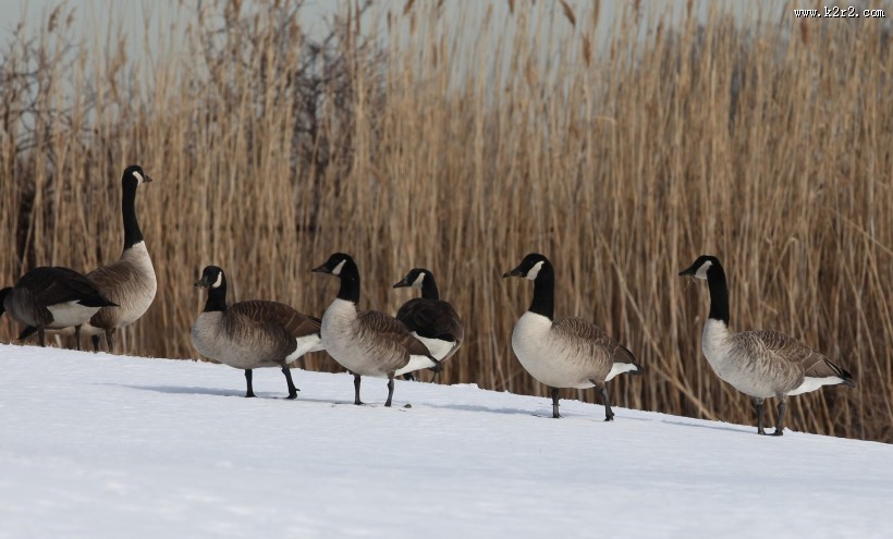 喜集群的加拿大黑雁图片