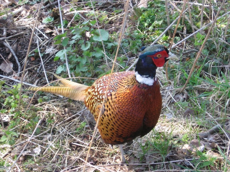羽色华丽的雄雉鸡图片大全