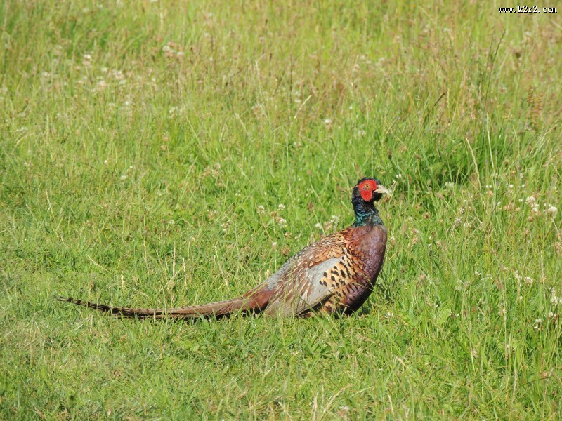 羽色华丽的雄雉鸡图片大全