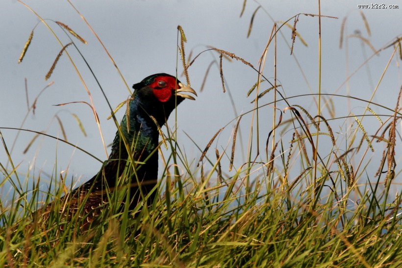 羽色华丽的雄雉鸡图片大全