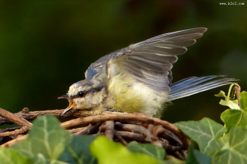 观赏鸟——蓝山雀图片