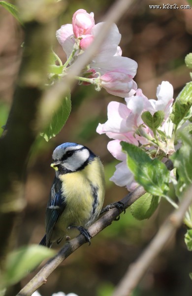观赏鸟——蓝山雀图片