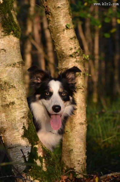 犬种智商第一的边境牧羊犬图片