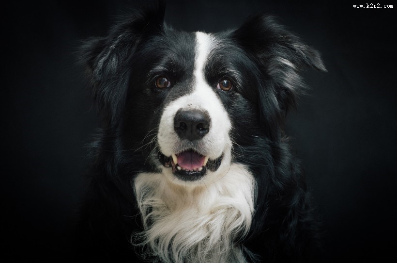 犬种智商第一的边境牧羊犬图片