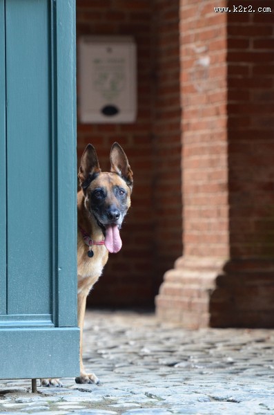 大型比利时玛利诺犬图片