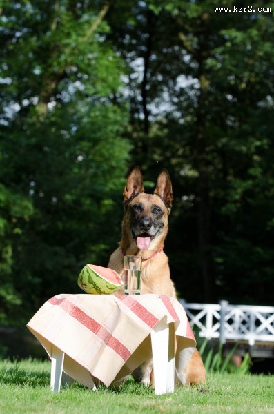 大型比利时玛利诺犬图片