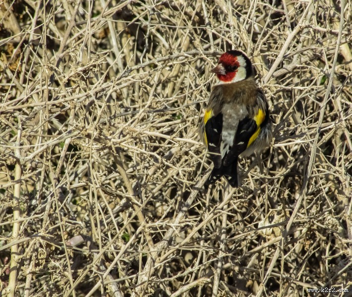 红额金翅雀图片