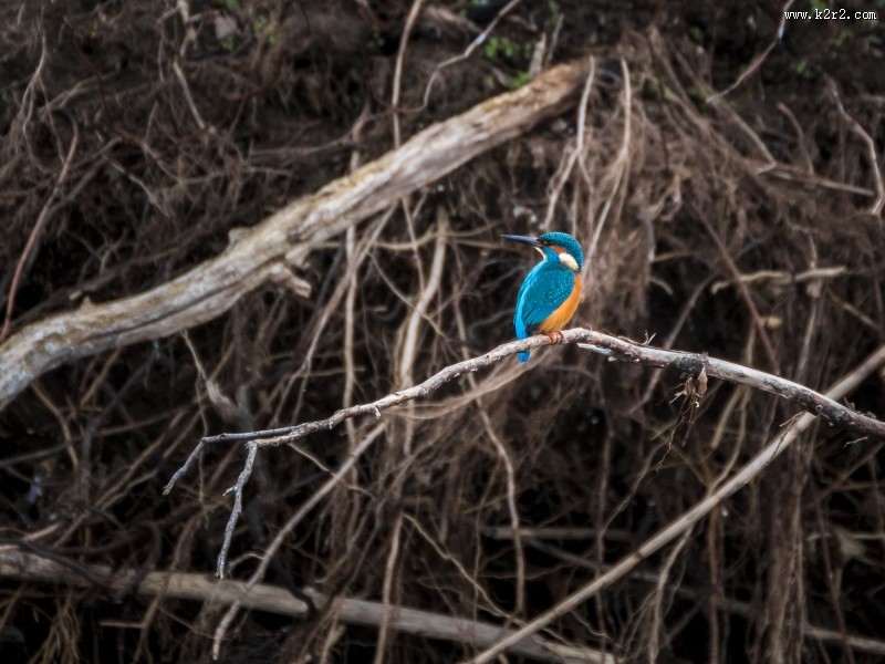 体羽艳丽的斑头大翠鸟图片