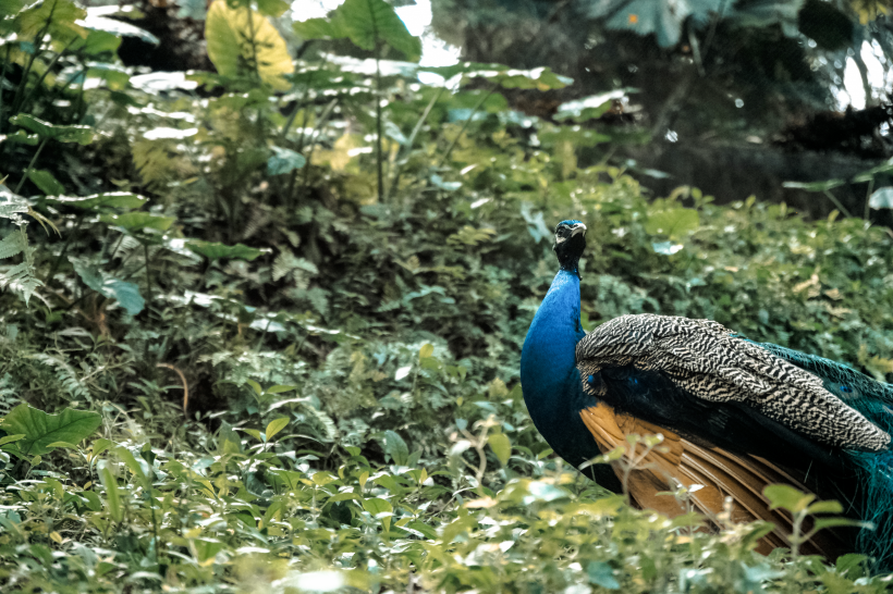 鲜艳夺目的蓝孔雀图片大全
