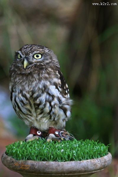 小型猫头鹰穴小鸮图片
