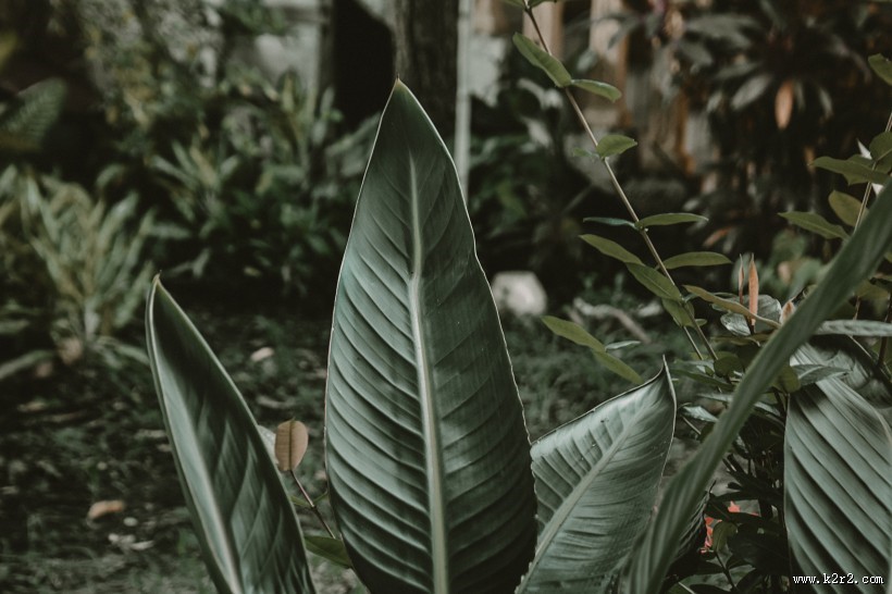 绿色的植物叶片图片大全