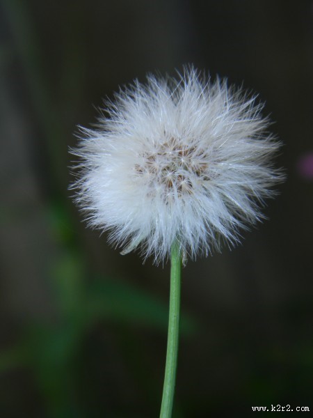 毛茸茸的蒲公英图片