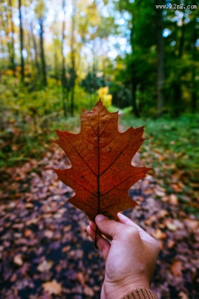 一片枫叶的图片