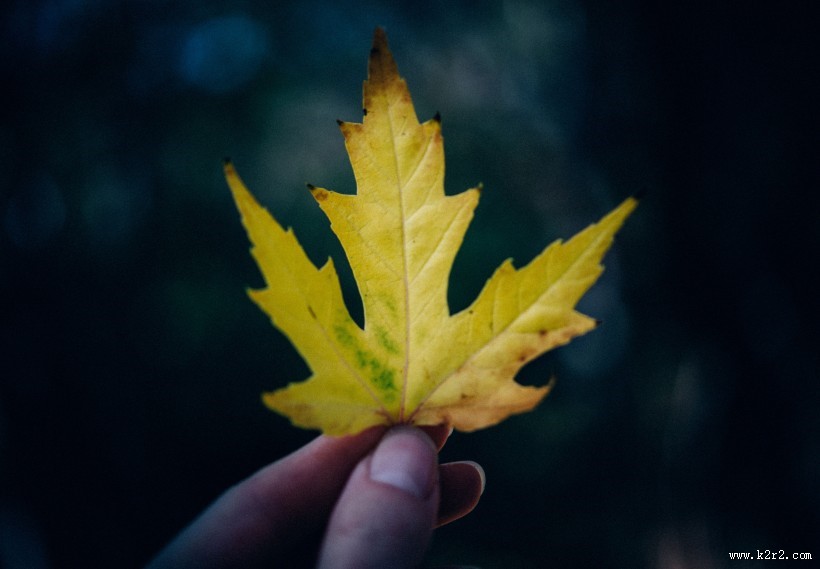 一片枫叶的图片