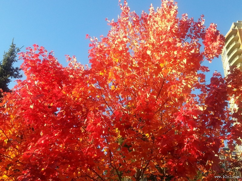 秋季火红枫叶图片