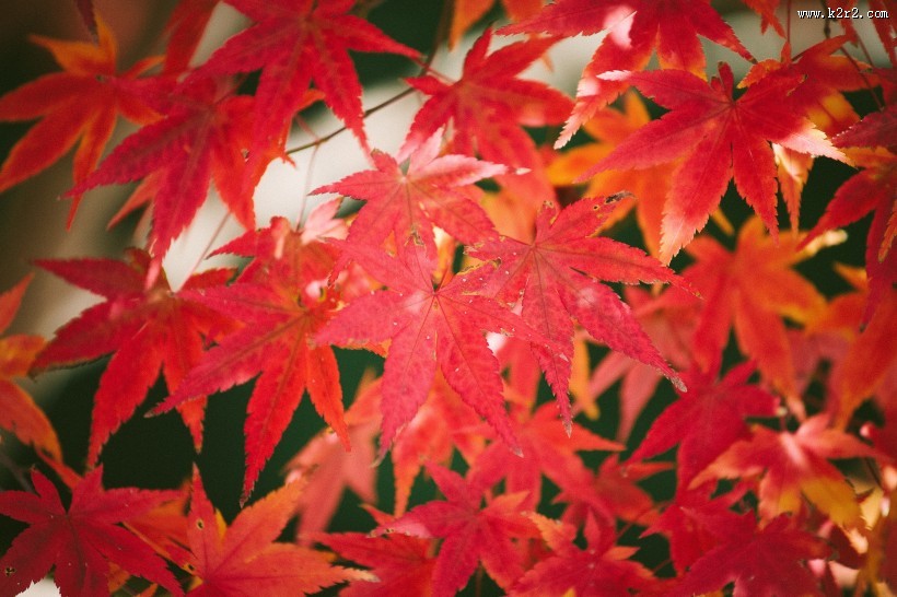 秋季火红枫叶图片