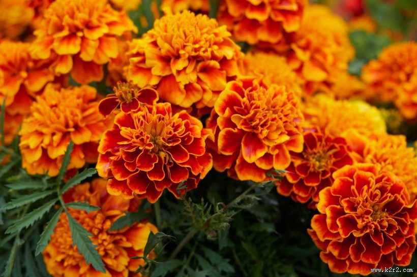 四季花万寿菊图片