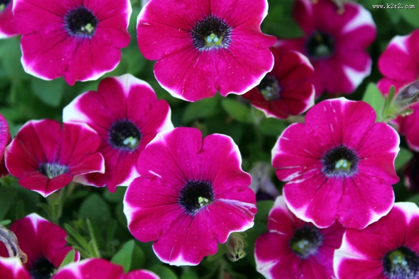 颜色各异的牵牛花图片大全