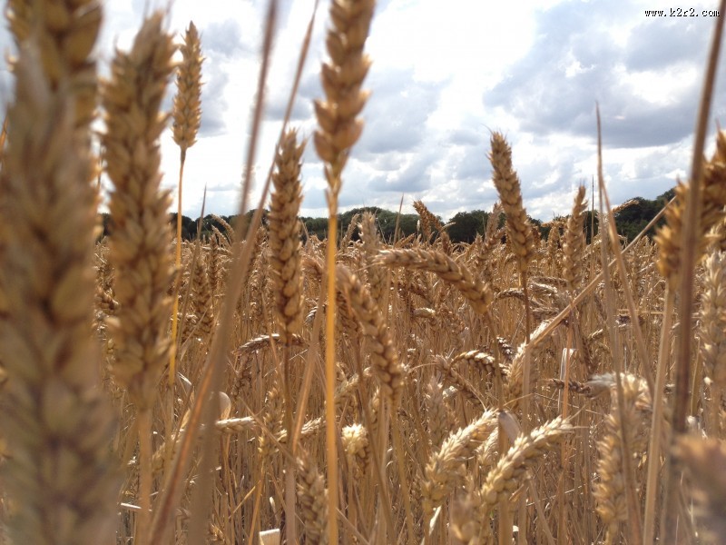 成熟的小麦图片大全