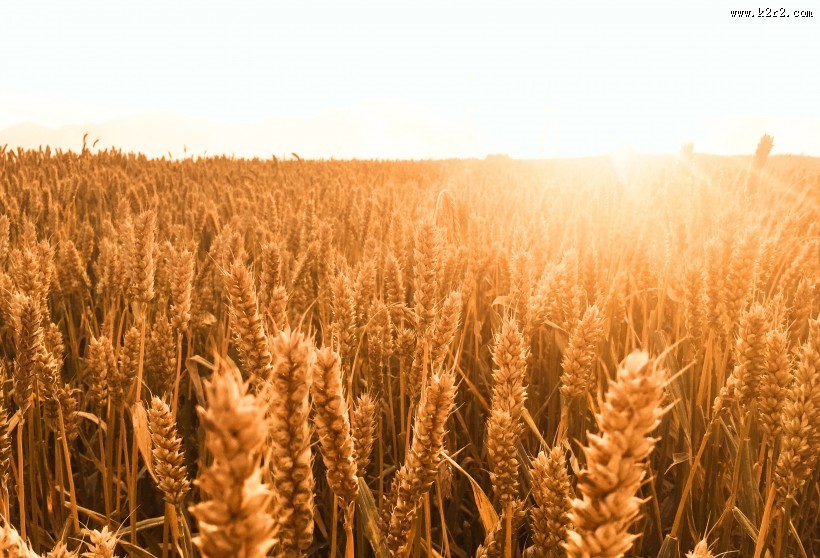 成熟的小麦图片大全