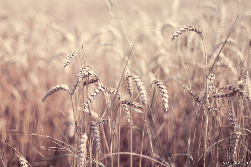 成熟的小麦图片大全