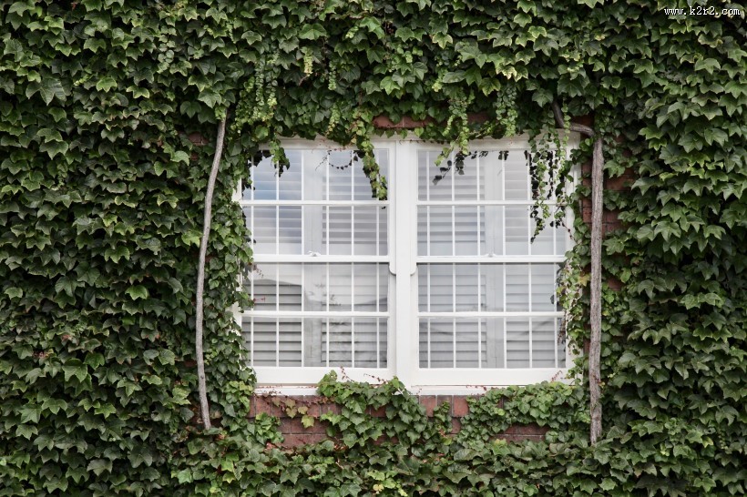 墙上的藤蔓图片