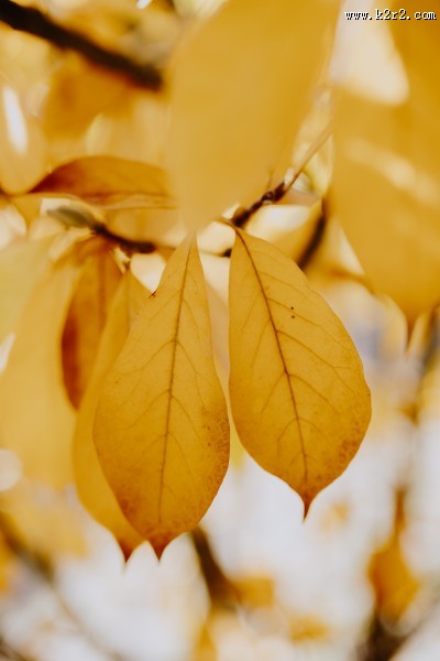 树枝上枯黄的树叶图片