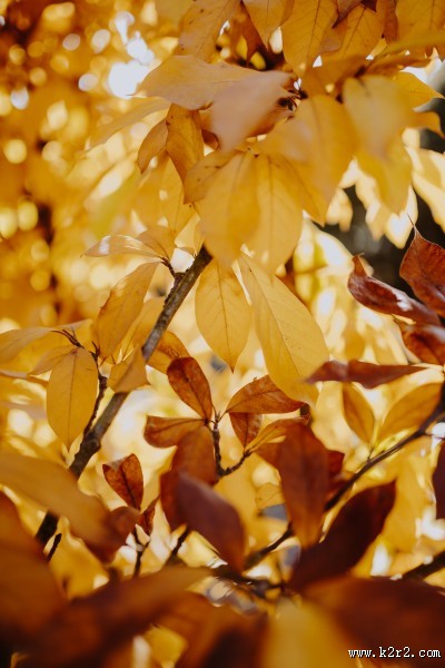 树枝上枯黄的树叶图片