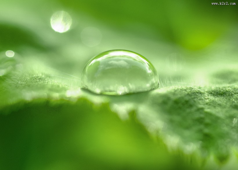 植物上的水珠图片