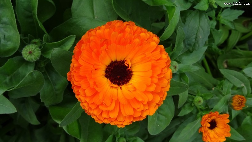 四季花万寿菊图片大全