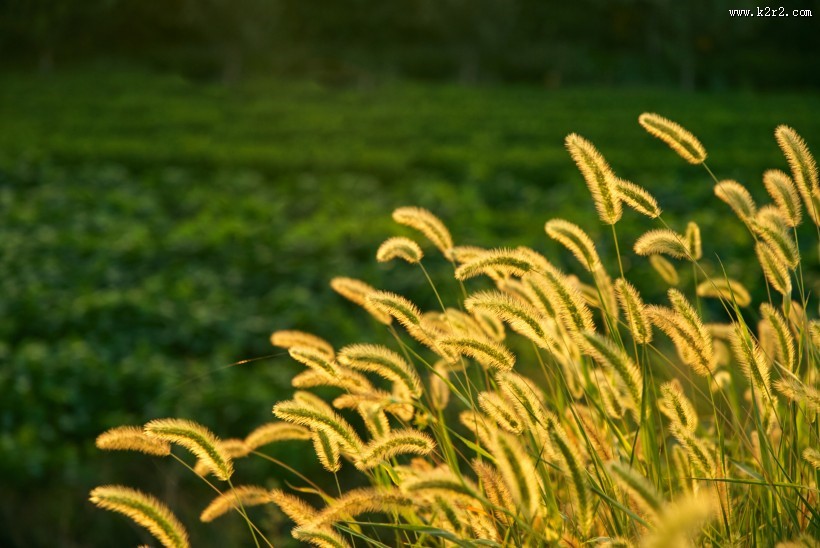 生命力旺盛的野草图片
