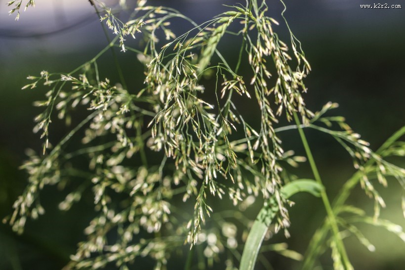 生命力旺盛的野草图片
