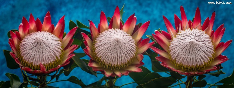 南非普罗梯亚木花图片