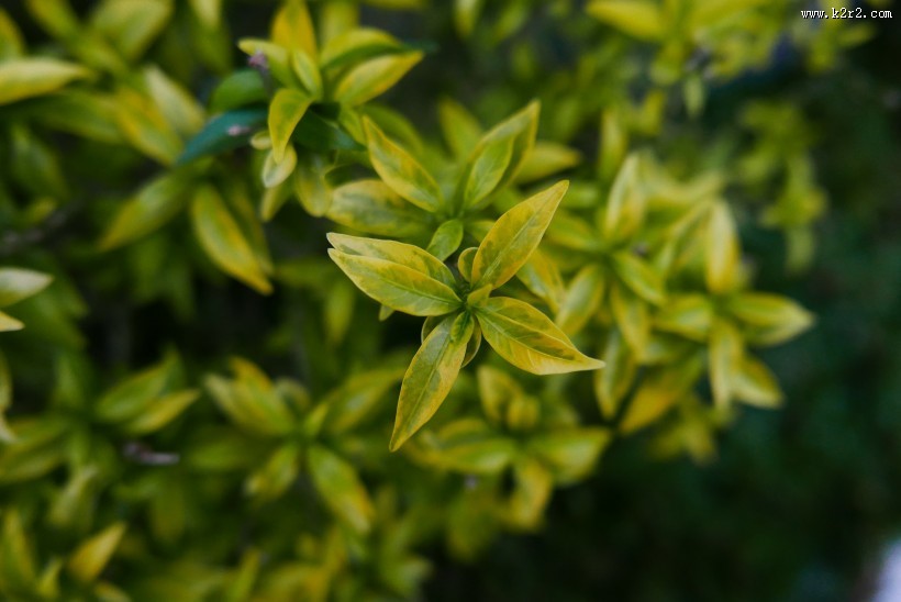 特写的绿叶图片