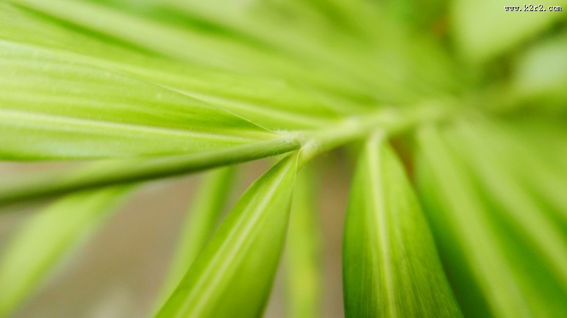 特写的绿叶图片