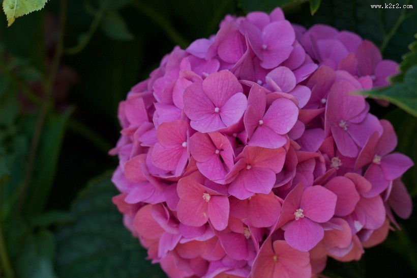 各色的绣球花图片