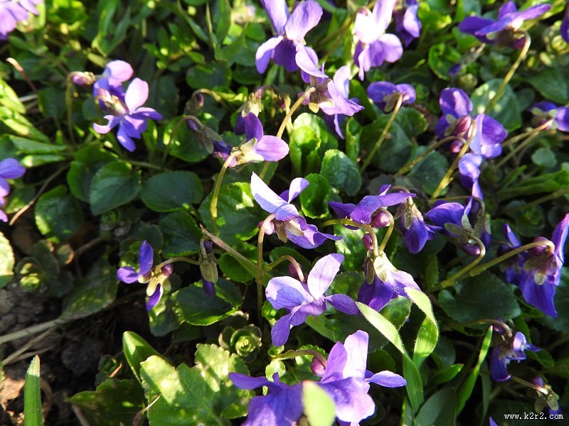 芬芳的紫罗兰图片