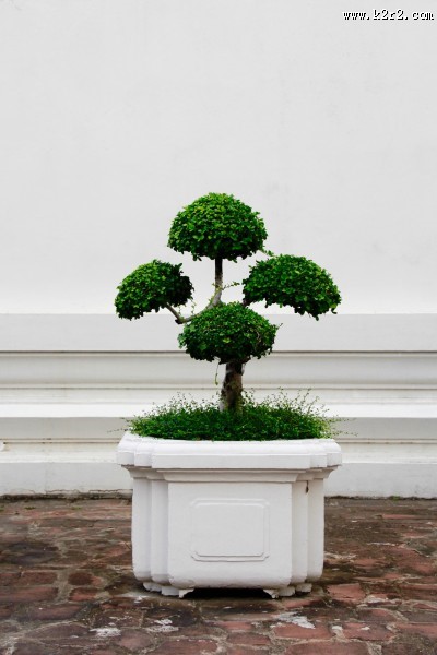 枝展叶舒的盆景图片