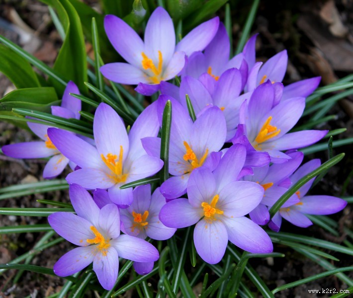 清新秀丽的番红花图片