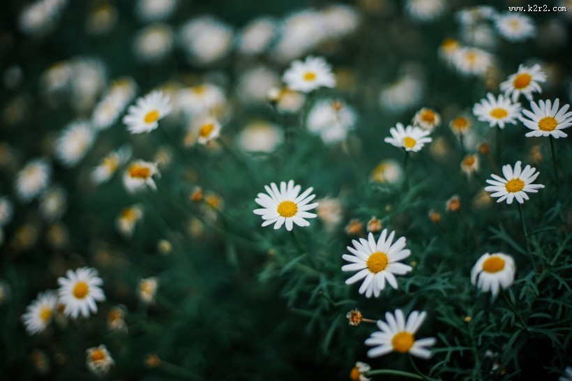 一丛白色的非洲菊图片