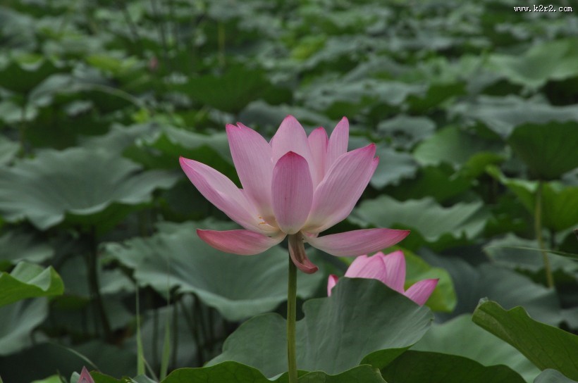 清新淡雅的荷花图片