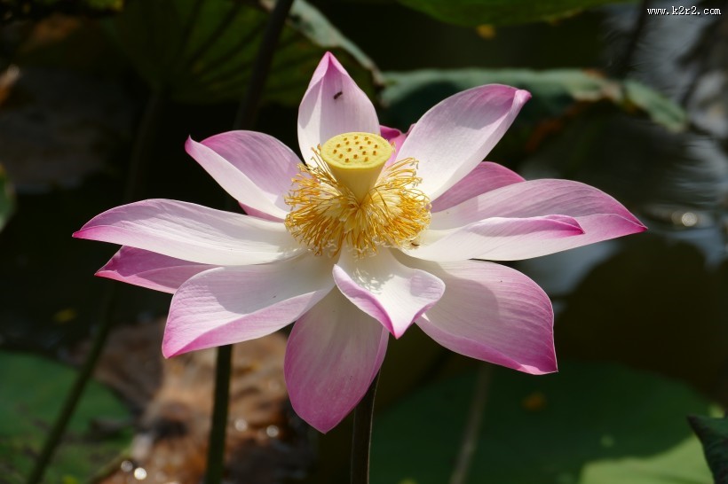 粉嫩娇媚的荷花图片