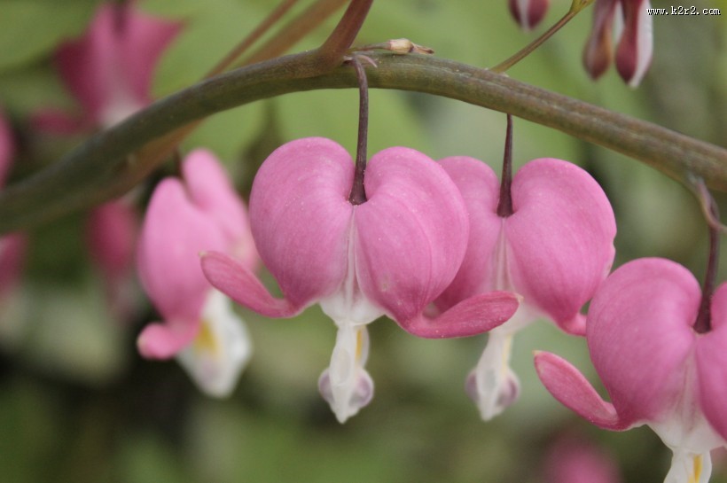 粉红色的荷包牡丹图片