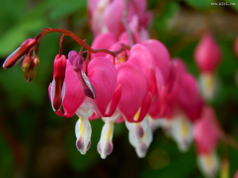 粉红色的荷包牡丹图片