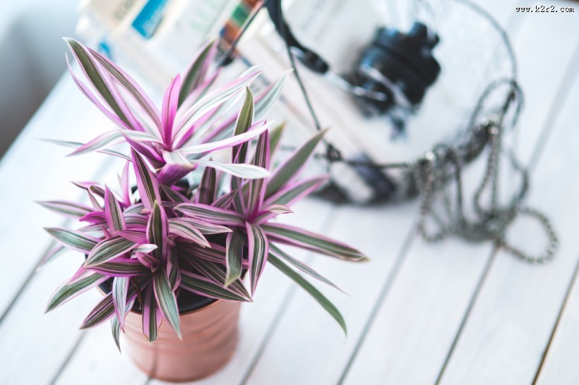 精致的小盆栽图片